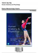 Human Anatomy and Physiology 11th Edition Marieb Test Bank