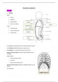 Samenvatting  Anatomie