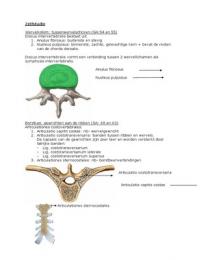Samenvatting zelfstudie anatomie: ligamenten en kapsels