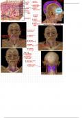 Muscular Sysyem