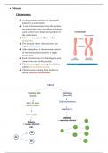 Meiosis - Life science GR 12 IEB notes/summary.