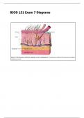 BIOD 151 Exam 7 Diagrams