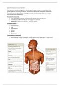 Samenvatting spijsverteringsstelsel