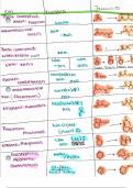 Organic Chemistry 2 Reaction Cheat Sheet