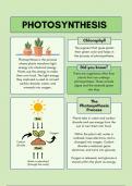 The Process of Photosynthesis