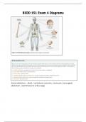 BIOD 151 Exam 4 Diagrams