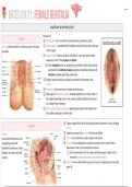 Chapter 21 Bates: Female genitalia notes