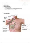 NUR3065 PHYSICAL ASSESSMENT QUIZ 3 