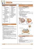 NEUROANATOMY-    THE CEREBELLUM  Summary 