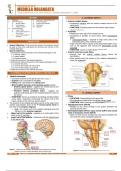 NEUROANATOMY -THE MEDULLA OBLONGATA Summary 