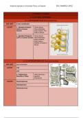 ARTICULACIONES Y LIGAMENTOS - Tabla resumen