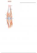 Ligaments of the Knee - Labelling Diagram