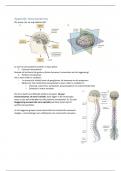 Neurobiologie Deeltoets 1: Alle stof