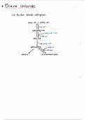 Vous y trouverez un schéma explicatif du mécanismes du catabolismes des AA