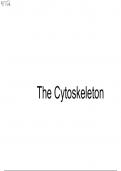 Cytoskeleton 