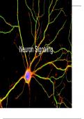 Synapses and Action Potential 