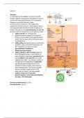 casus 13 blok 1.2 circulatie en ademhaling