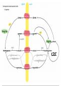 Overzichtsschema's van pathways - Biochemie II