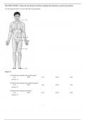 Complete Test Bank Human Anatomy 8th Edition Marieb  Questions & Answers with rationales (Chapter 1-25)