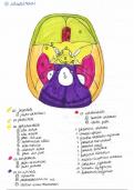 uitwerking open vragen van Loon macroscopische  anatomie 1-17