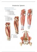 Spieren onderlichaam