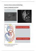 Summary human anatomy & physiology -heart