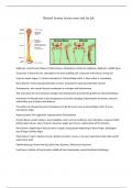 Skeletal System Study Notes