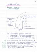 Overzicht Anatomie (P. Herijgers: GNK)