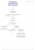 Plantkunde L5 - Schema - Ontwikkeling stuifmeelkorrels Pinus Sylvestris