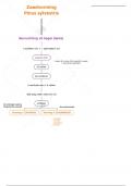 Plantkunde L5 - Schema - Zaadvorming Pinus sylvestris