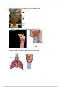 Respiratory ID Sheet Study Guide Lab Exam