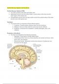 The Central Nervous System and Cerebrum