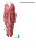 Muscles of Facial Expression - Labeling Diagram 