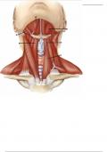 Muscles of the Hyoid - Labeling Diagram