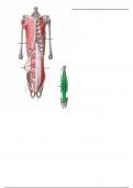 Muscles of the Trunk - Labeling Diagram