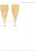 Sacrum & Coccyx - Labeling Diagram