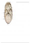 Inside of Cranium - Labeling Diagram