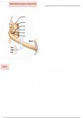 Rib Articulations - Labeling Diagram