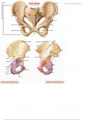 Bones of the Pelvic Girdle - Labeling Diagram