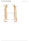 Radius & Ulna - Labeling Diagram