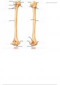 Humerus - Labeling Diagram