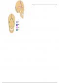 Skull Sutures - Labeling Diagram