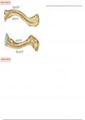 Clavicle - Labeling Diagram