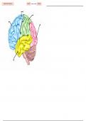 Lobes of the Brain - Labeling Diagram