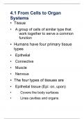 Biology 140 Chapter 4: Body Organization and Homeostasis.