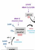 Metabolisme - Krebs cyclus