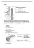 Echografie periode 4 samenvatting MBRT jaar 1 