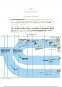 Life Science (biology) Human Evolution Grade 12 IEB