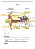 Samenvatting -  Toegepaste biologie (het oor)