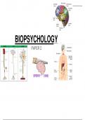 Biopsychology notes for AQA A-Level Paper 2 [psych]